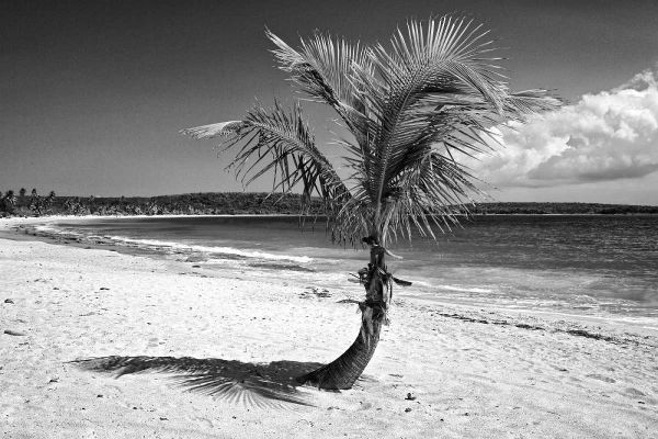 Puerto Rico, Vieques Coconut palm on Red Beach